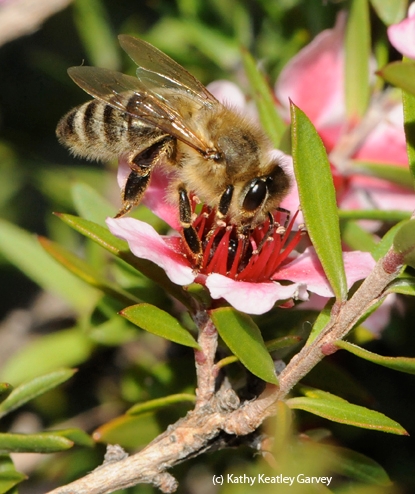 Beehive Buzz: Manuka Honey as a Sinus Rinse